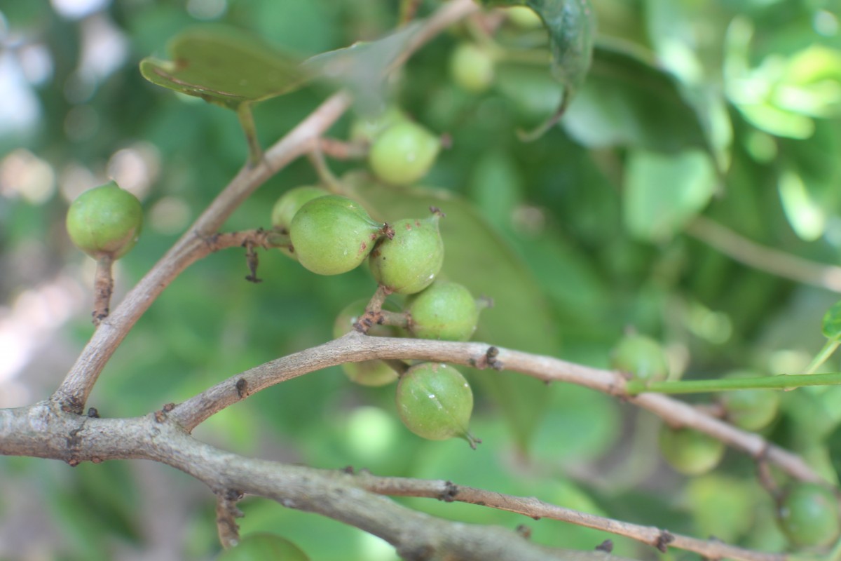 Aporosa cardiosperma (Gaertn.) Merr.